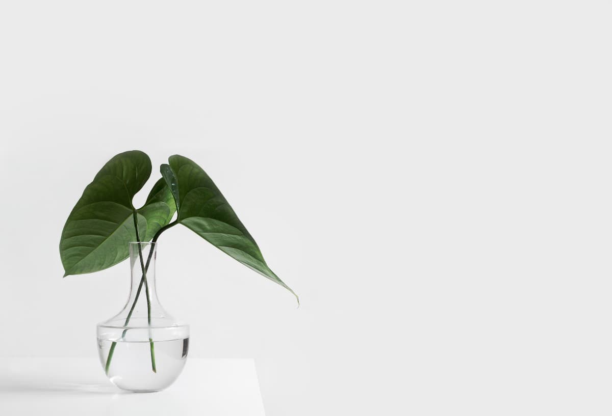 Cover Photo